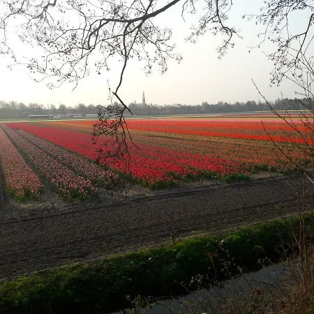 Logies De Gladiool Lisse