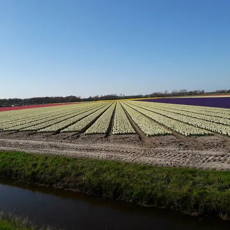 Logies De Gladiool Lisse